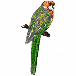 Parrots Embroidery Design 8 Parrots Embroidery Design 8